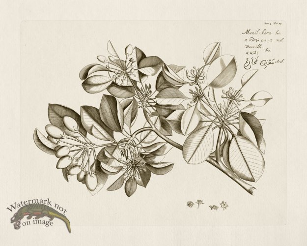 (image for) HORTUS VOL 04 25