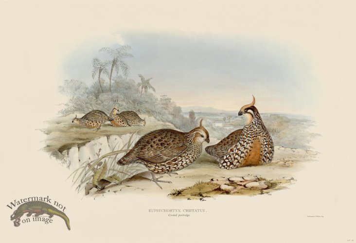 (image for) 09 Crested partridge