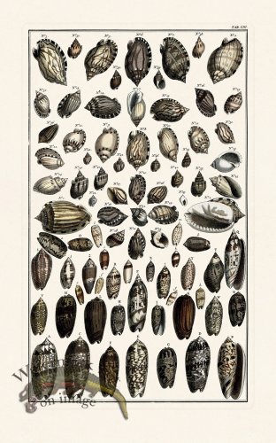 (image for) Seba B2 053