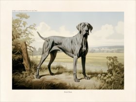 CFA Dog All Grey Great Dane