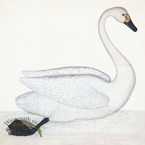 (image for) Rudbeck 001 Swan 31x31