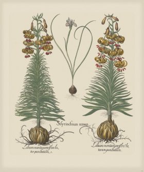 Besler 190 Colored B2