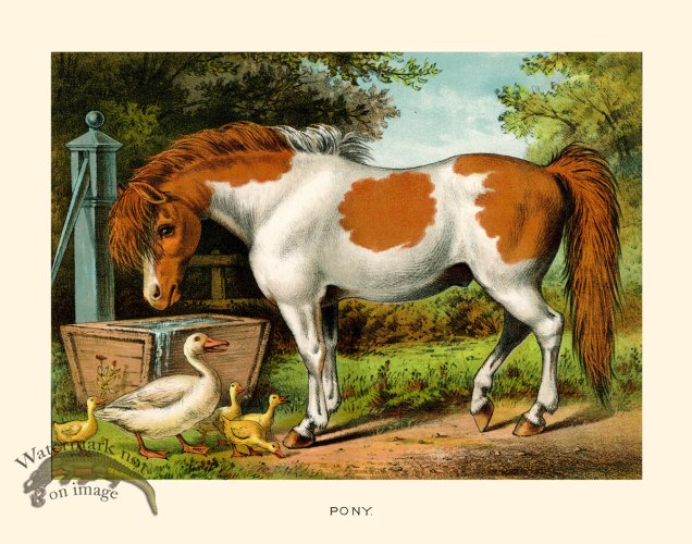 (image for) CP 10 Pony