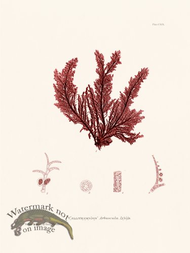 (image for) Bradbury Seaweed 119