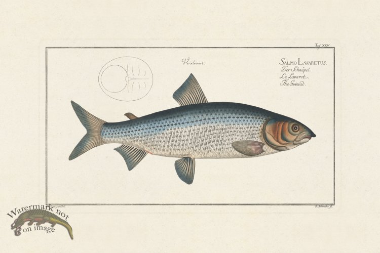 (image for) Bloch Fish 025