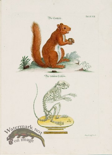 (image for) Meyer Animal 02