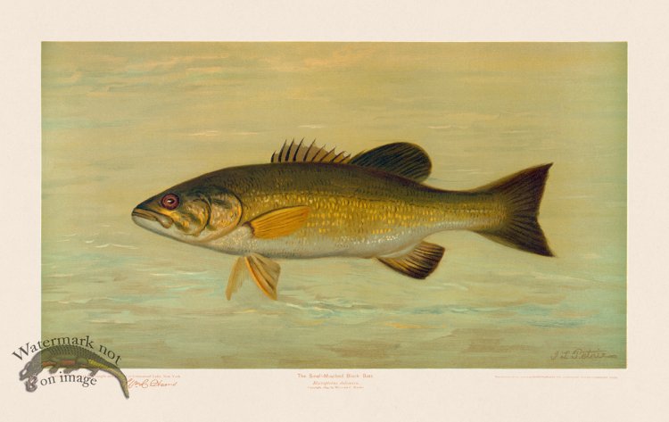 (image for) Small-Mouthed Black Bass