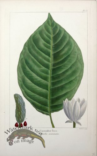 (image for) 01 Cucumber Tree