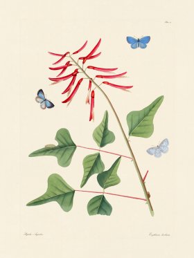 Abbot Butterfly 015