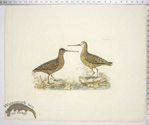 (image for) Sabines Snipe & Brown Snipe, Summer Plumage