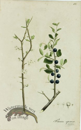 (image for) 1828_Gmp 087