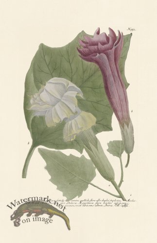 (image for) Weinmann PL 952