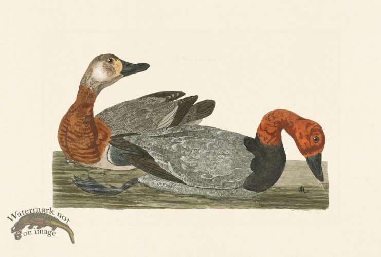 (image for) Pennant Zoology 027