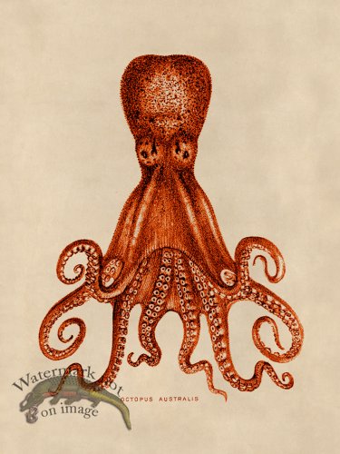 (image for) Octopus Orange 15