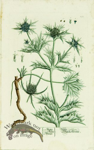 (image for) Blackwell German 082