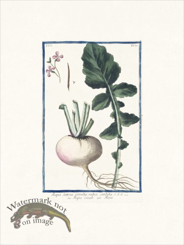 (image for) Bonelli 339 Turnip