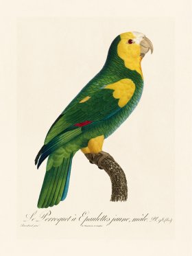 Barraband Parrot 098b