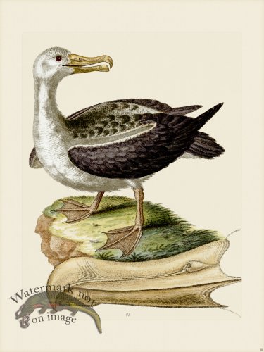 (image for) Edwards 088 Albatross