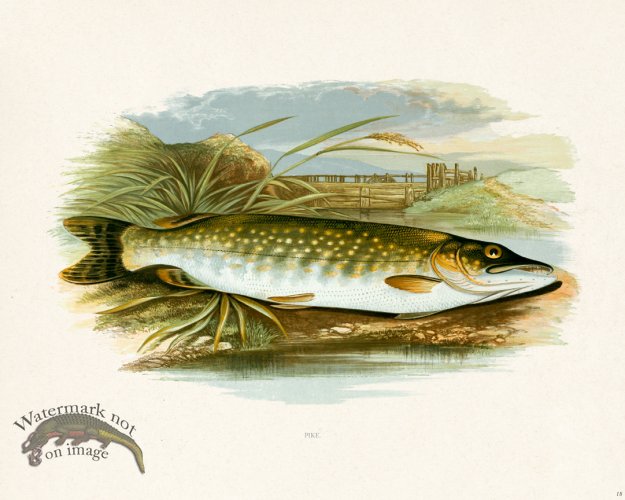 (image for) British FW 18