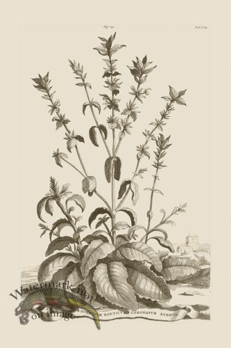 (image for) Abraham Munting 179