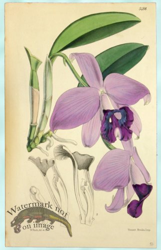 Curtis Orchids 10