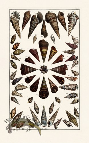 (image for) Seba B2 050