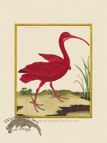 (image for) Martinet Bird 081