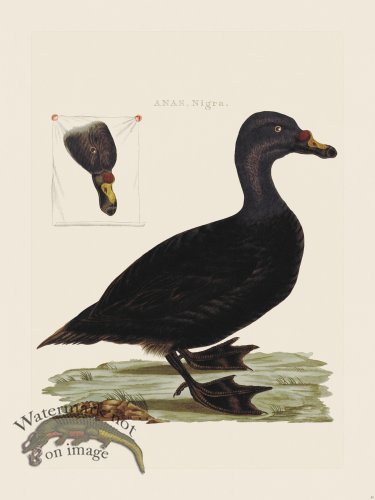 (image for) Nozeman Bird 053