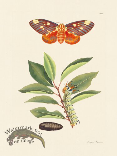 (image for) Abbot Butterfly 061