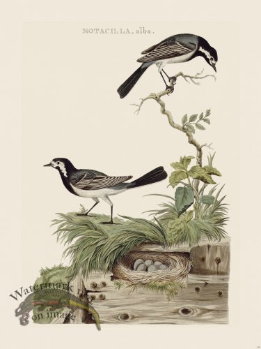 (image for) Nozeman Bird 192