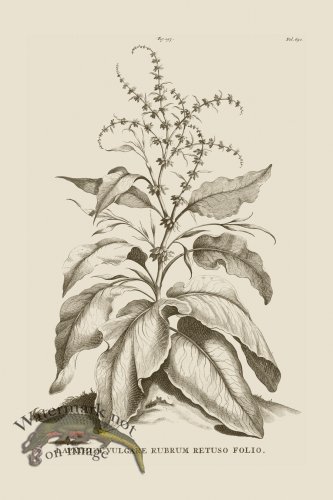 (image for) Abraham Munting 193