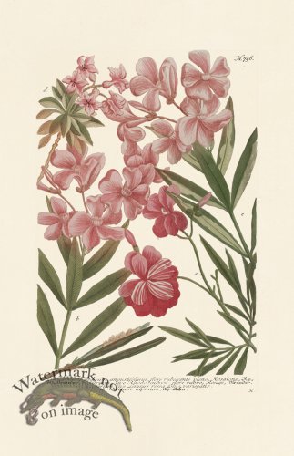 (image for) Weinmann PL 756