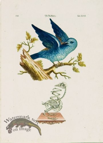 (image for) Meyer Birds 03