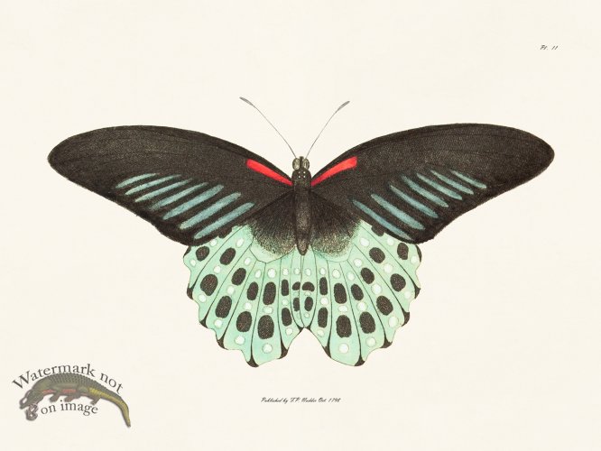 (image for) Nodder BF 11