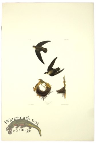 (image for) American Swift