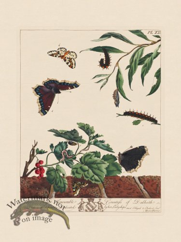 Moses Harris Insects 12