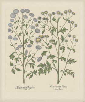 Besler 210 Colored B2