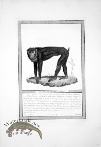 (image for) The_Monkeys_06