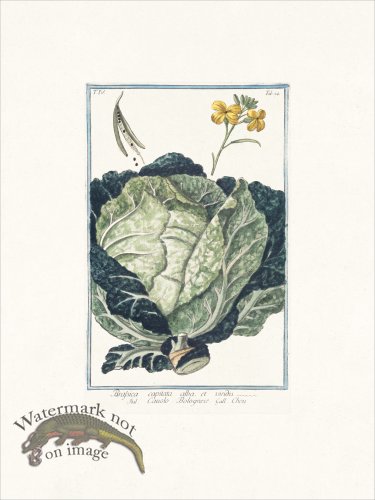 (image for) Bonelli 324 Cabbage