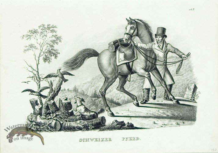 (image for) Swiss Horse