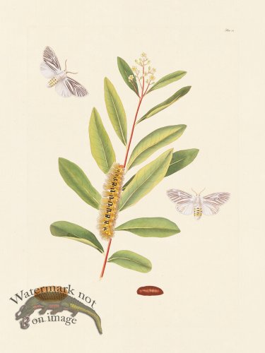 (image for) Abbot Butterfly 068