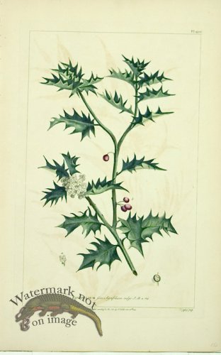 (image for) Philip Miller 112