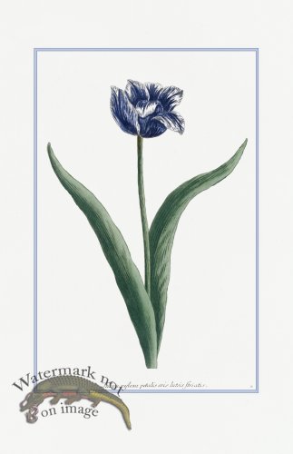 (image for) Blue Weinmann S 01