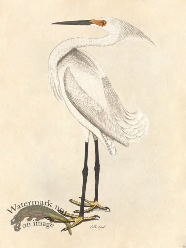 Little Egret - Tribute Bd 08