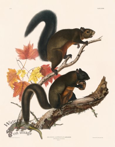 027 Long Haired Squirrel