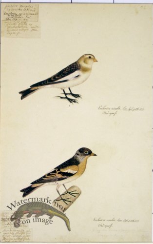 (image for) 92 Swedish Birds . Emberiza Nivalis, Snow Bunting,