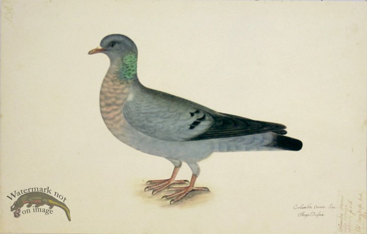 (image for) 132 Swedish Birds . Columba Oenas, Stock Dove