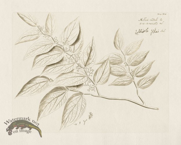 (image for) HORTUS VOL 04 40