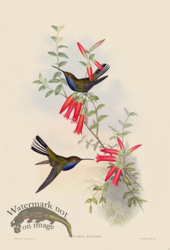 (image for) Gould Hummingbird 057