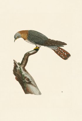 Pennant Zoology 092